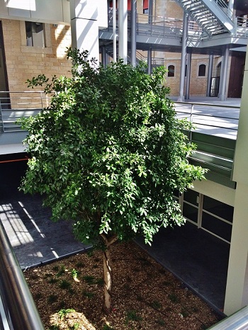 Atrium Innenraumbegrünung Baum im Raum Lichthof Pflanzen kaufen