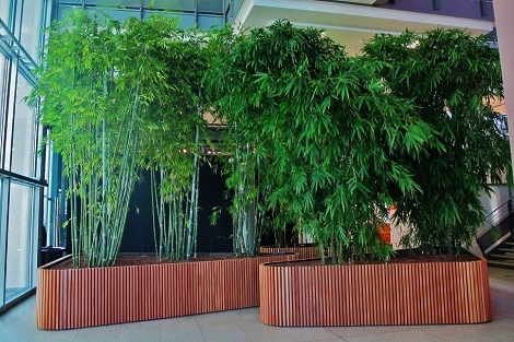 bambus kaufen online