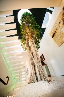 ficus microcarpa bonsai chinese banyan buy online planting atrium