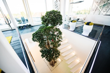 ficus microcarpa chinese banyan buy on-line