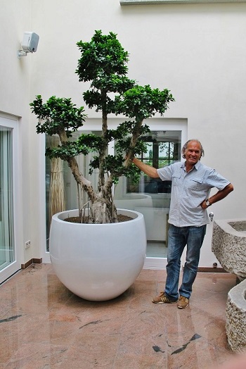 ficus microcarpa chinese banyan buy online atrium