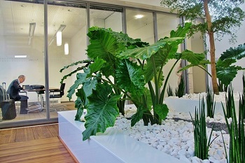 plantpool in atrium for planting tropical trees