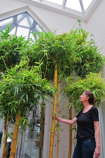 tropical bamboo planting atrium