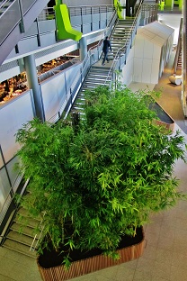 bamboo-interior-planting-stairway-hall-online-buy