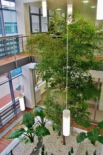 bucida tree Atrium entrance