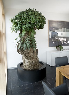 Interior plants buy online for conference and office room ! /interior_greening_office_plant_pot_germany