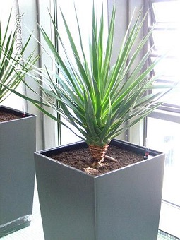 Planter and plant buy online for office ready planting ! office_greening_draceana_drago_anthracite_pot_clinic