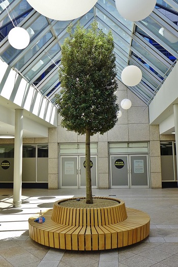 Quercus ilex tree in shopping mall berlin
