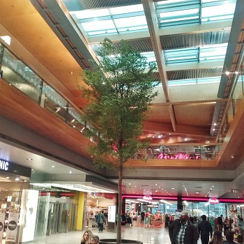 Vorarlberg Tree Indoorgreen buy