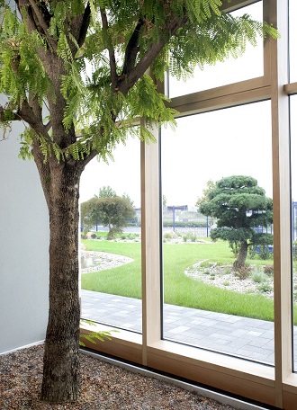Tamarindus indica tree planting in ground of a entrance of a company in atrium - buy online europe wide. Tamarindus_indica_tree_planting_interior_buy_online