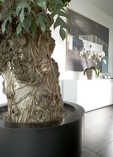 Exclusiv interior plants need a exclusiv planter by Botanic-International.com interior_greening_planter_buy_online