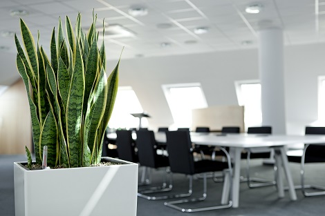 Greening and planting in conference and meeting room - buy online europe wide. conference_greening_planting_buy_online