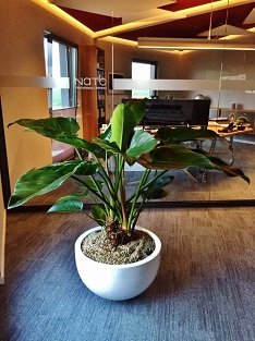 plants pottery conference room buy online