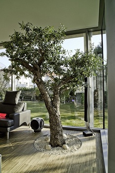 Olive tree greening in ground of conservatory - Climated olive plant for interior buy online ! conservatory/interior_planting_olea_conservatory-wintergarden_living