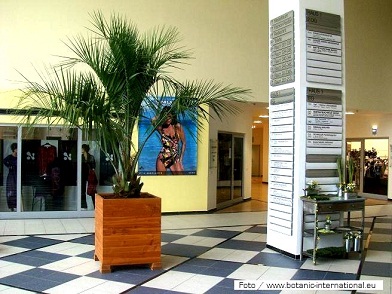 Butia capitata Palm plants fashion store buy online