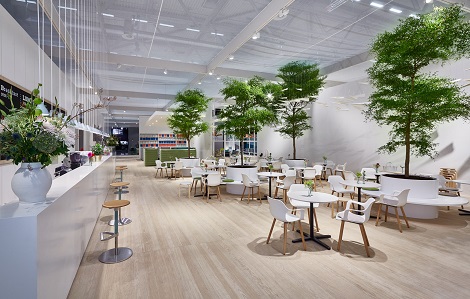 bucida-buceras-tree-buy-gastronomy-hotel-online