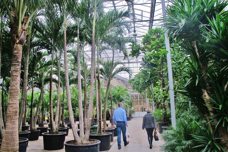 Green house buy tropical plant online
