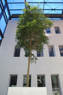 interior_greening_bucida_buceras_planter_pot_hall-atria