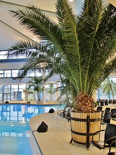 phoenix canarensis palm buy online