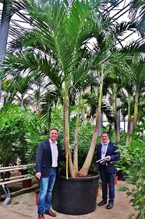 veitchia palm buy online botanic international