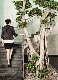 Innenraumbegrünung Treppenaufgang - Ficus midrocarpa Bonsai mit 5m - Sachsen Innenraumbegruenung_raumbegruenung_Ficus_microcarpa_bonsai_Treppenhaus