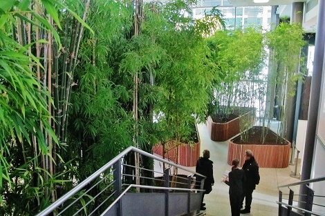 Bambu-interior-plantado-comprar-online