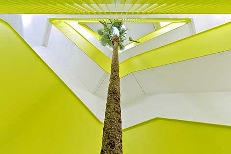 Palmera interior de unas escaleras en una compania - Compra online palmera-planta-interior-escaleras-compra-online