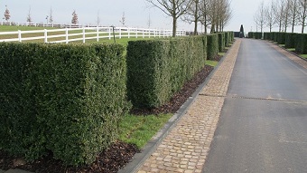 buxus_sempervirens_seto-de-boj_comprar_on-line