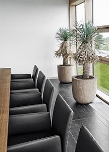 Plantas-en-las-salas-de-conferencias