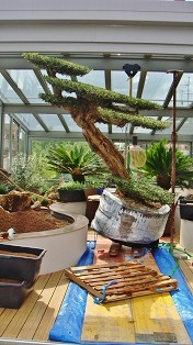 olea_horizontalis_plantado_invernadero_interior_compra-on-line