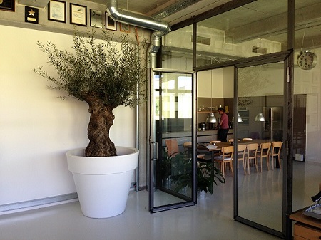 Plantas aclimatado para interior en cantina con macetas compra on-line cantina-oficina-plantas-aclimatado-interior-comprar-on-line