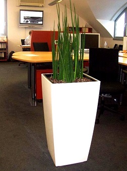 Planta tropical en oficina interior compra on-line plantas-interior-aclimatado-para-oficina-on-line