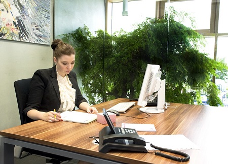 Plantas para oficina interior aclimatado - comprar on-line plantas-oficinas-aclimatado-interior-comprar-on-line