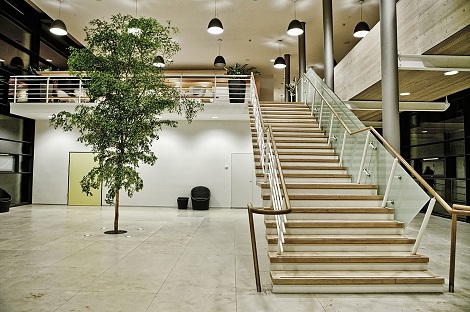 Bucida arbol tropical plantado en una clinica - comprar online bucida-buceras-comprar-online.