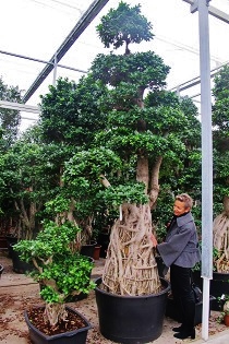 ficus-microcarpa-bonsai-planta-interior-comprar-on-line