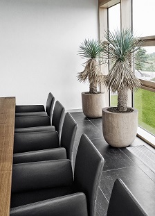 Sala de conferencia compra plantas con macetas on-line sala-de-conferencia-compra-plantas-con-macetas-on-line