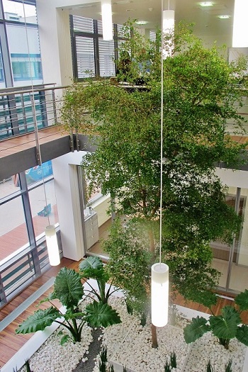 Bucida buceras en atrio plantar interior