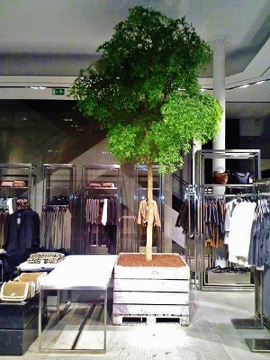 ZARA Madrid - Bucida buceras àrbol aclimatado para interior y plantar - Compra on-line bucida_espana_madrid_planta_zara_moda_interior_comprar_on-line