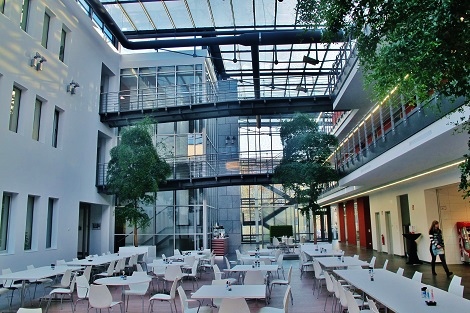 bucida-buceras-arbol-compra-online-gastronomia-hotel