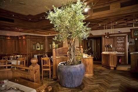 Plantación olivos interior gastronomia y hoteles - Compra online olivo_en_restaurante_plantar_interior