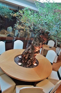 olivo_interior_restaurante_italia_centro_de_la_mesa.