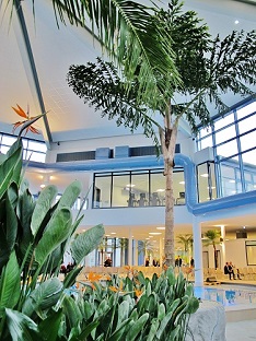 caryota palmera para Pools bano termal y piscinas interior