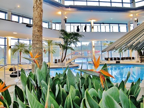 strelitzia reginae para Pools bano termal y piscinas interior