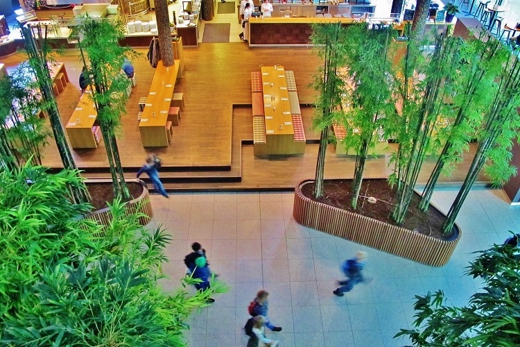 innenraumbegruenung allgaeu pflanzen kaufen