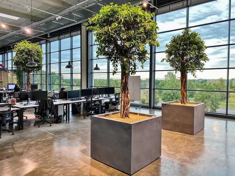 Berlin Baum im Raum Ficus Nitida