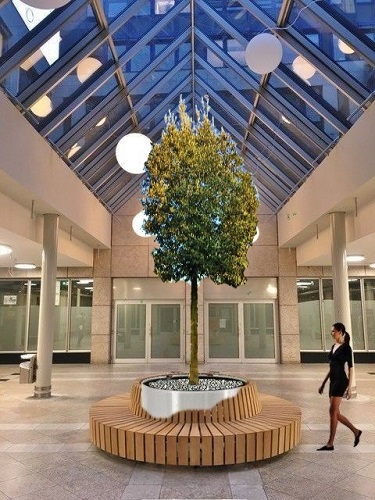 quercus hochstamm Baum Bildmontage Berlin