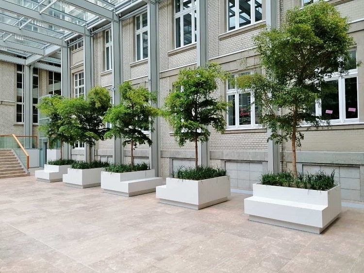 Bucida Baum Atrium Skyper Frankfurt Main