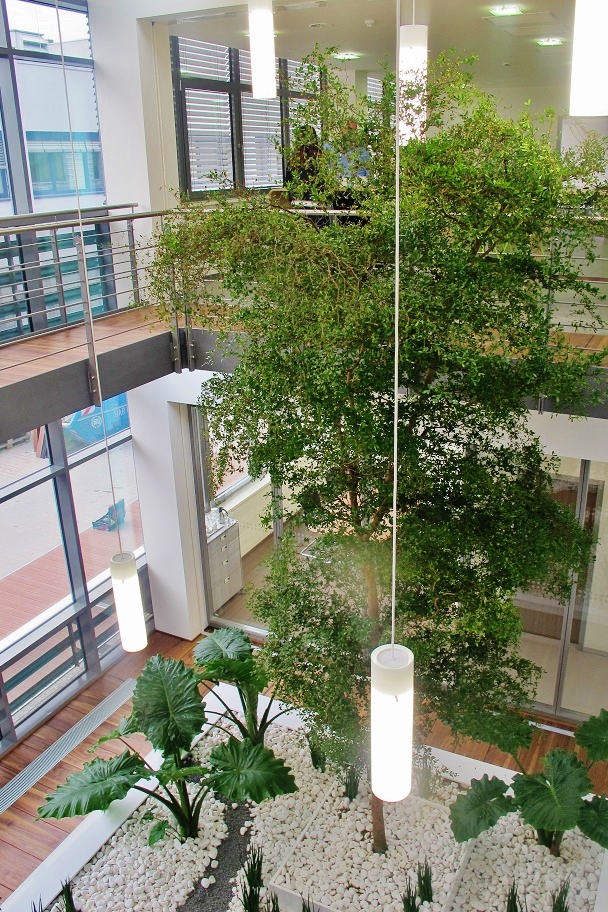 muenchen innenraumbegruenung baum atrium kaufen