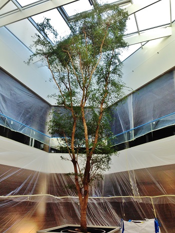 Bucida buceras baum kaufen shopping mall einkaufszentrum Luxembourg