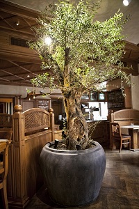 Interior greening of Hotel and Gastronomy
